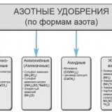Luk stuttgarter riesen: sadnja za zimu i uzgoj